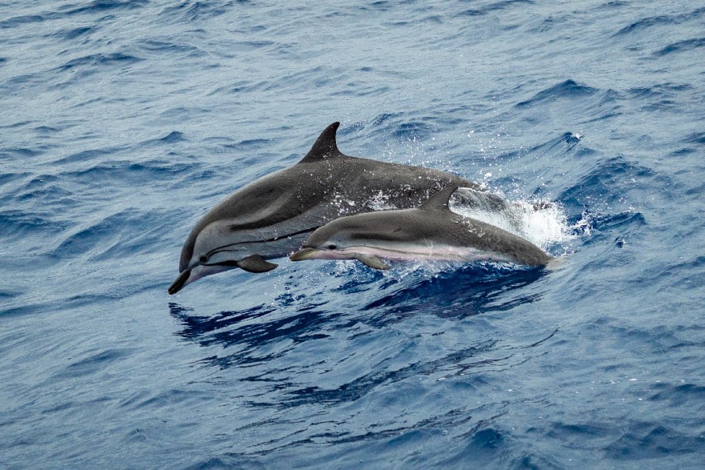 Dos delfines saliendo del agua.