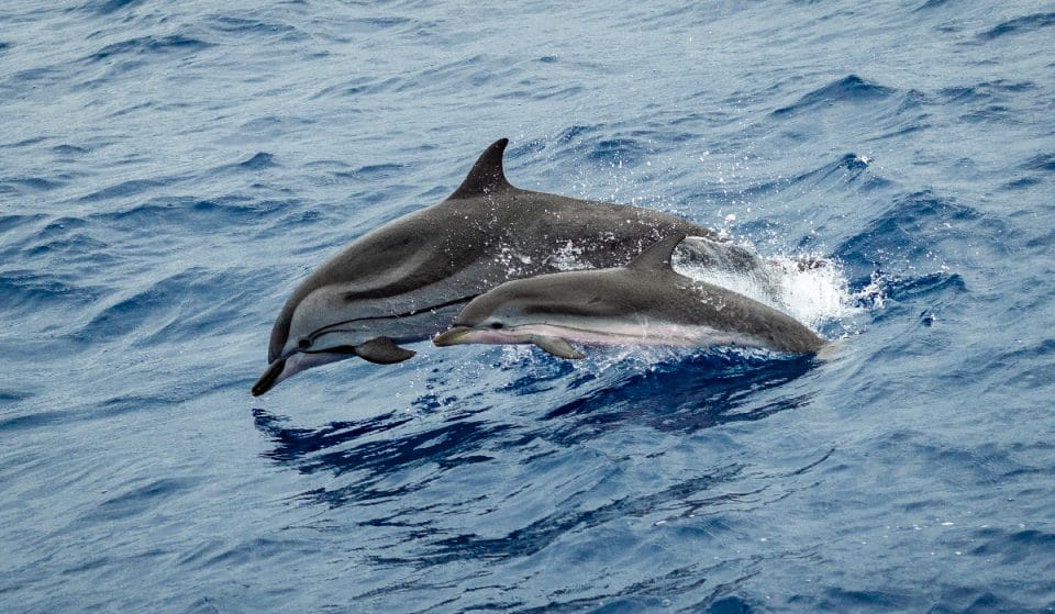 Urdaibai retoma en abril las salidas en barco para avistar cetáceos