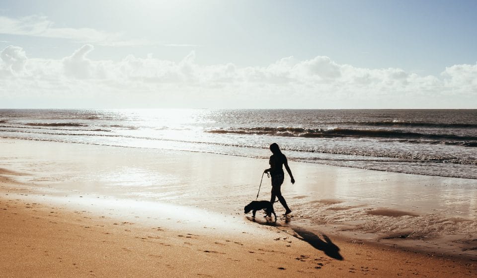 ¿Qué playas de Bizkaia permiten el acceso a los perros en verano?