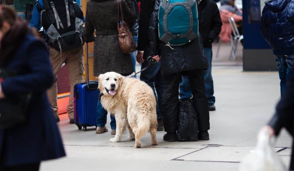 Renfe empieza hoy las pruebas de viajes en AVE con perros grandes